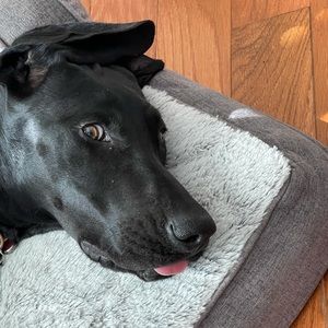 Meet your Posher, Ava